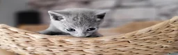 Russian Blue cats for sale: Pure Russian Blue kittens for sale 💙  - Advert 19