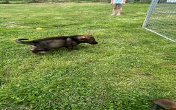 German Shepherd dogs for sale: German Shepherd Pups  - Image 35