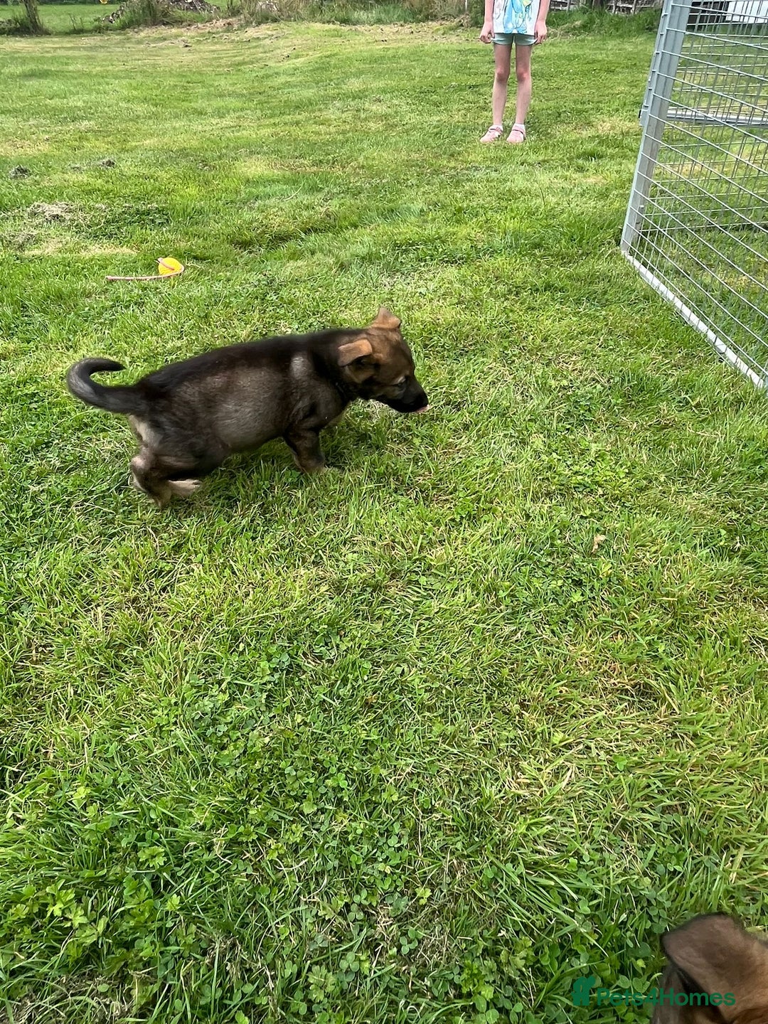 German Shepherd dogs for sale: German Shepherd Pups  - Image 35