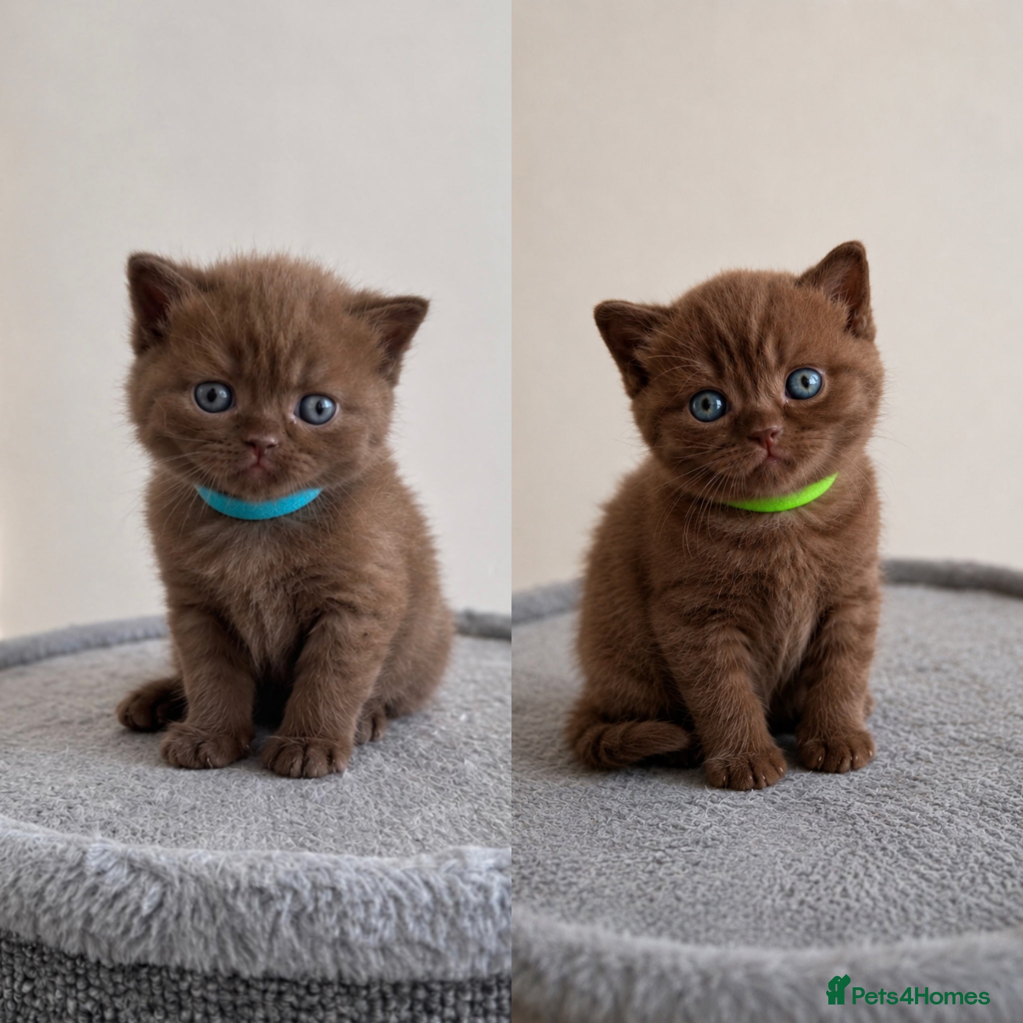 British Shorthair cats Luxury British Shorthair chocolate kittens 🤎✨ - Advert 1