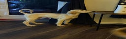 Saluki dogs for sale: Saluki 2 big boys left reduced £ - Advert 31