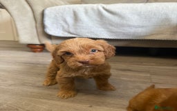 Cockapoo dogs for sale: STUNNING RED F1 COCKAPOO PUPPIES - Image 4