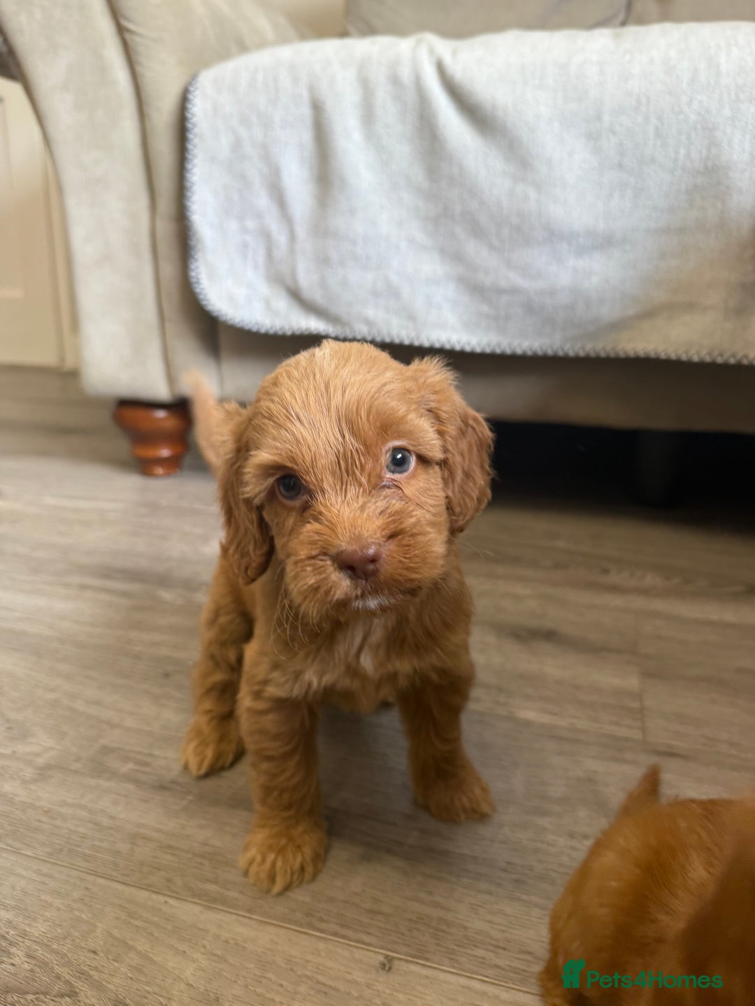 Cockapoo dogs for sale: STUNNING RED F1 COCKAPOO PUPPIES - Image 4