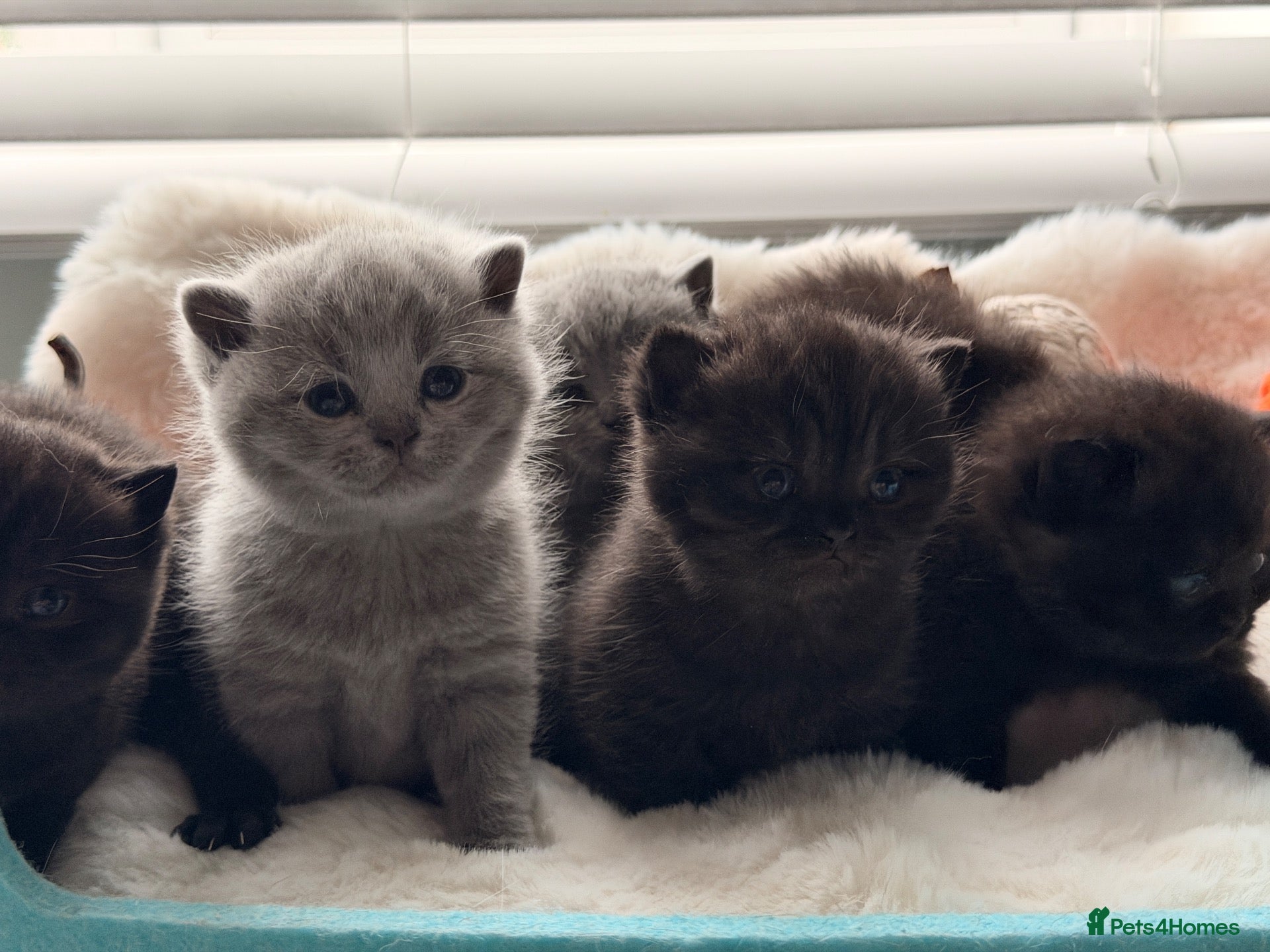 British Shorthair cats 🏆Champions line🏆BSH Kittens Tica reg  - Advert 2