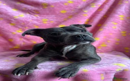 Staffordshire Bull Terrier dogs for sale: Stella & Astro Puppies - Image 11