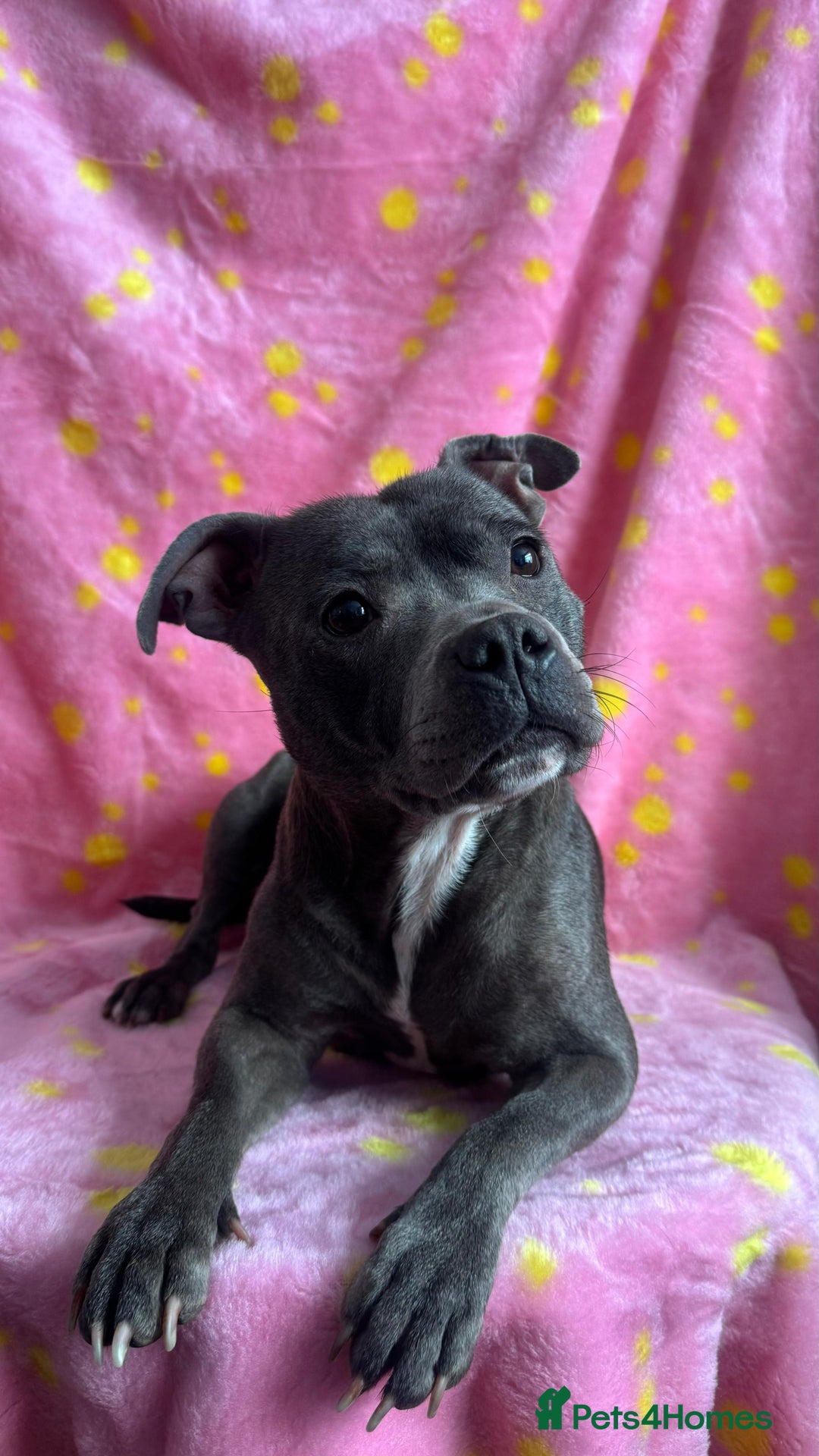 Staffordshire Bull Terrier dogs for sale: Stella & Astro Puppies - Image 11
