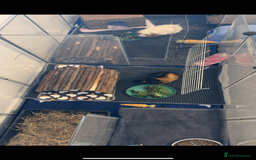 Guinea Pig rodents for sale: 2 male guinea pigs  - Image 4
