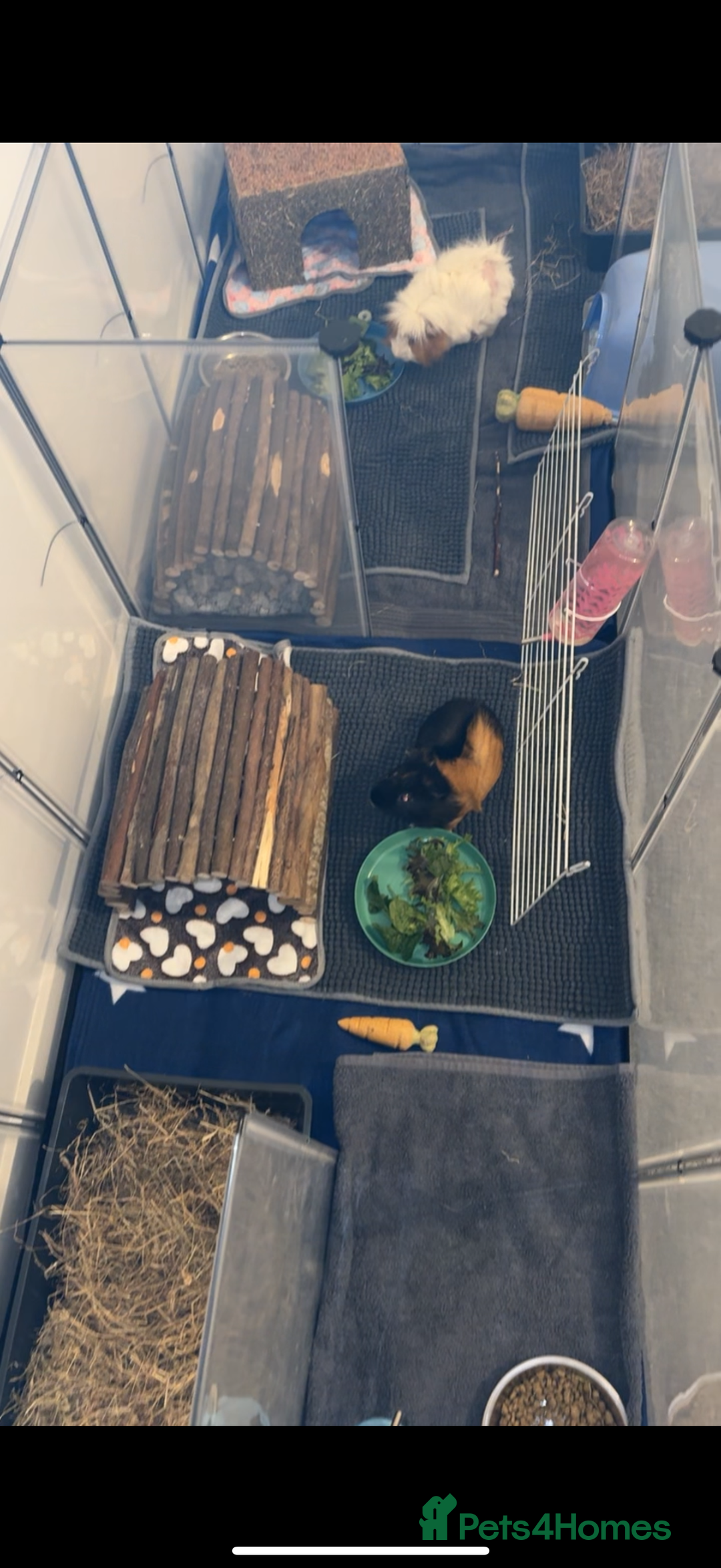 Guinea Pig rodents for sale: 2 male guinea pigs  - Image 4