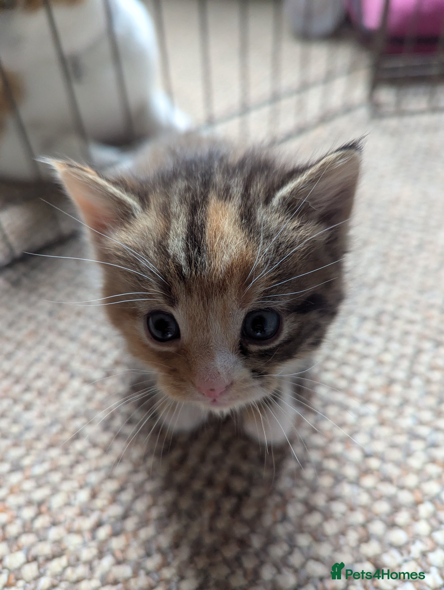 Mixed Breed cats Kittens nearly ready to go  - Advert 1