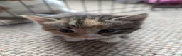 Mixed Breed cats for sale: Kittens nearly ready to go  - Advert 1