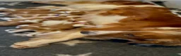 Welsh Springer Spaniel dogs for sale: KC Reg Welsh Springer Spaniels Fully Health Tested - Advert 28