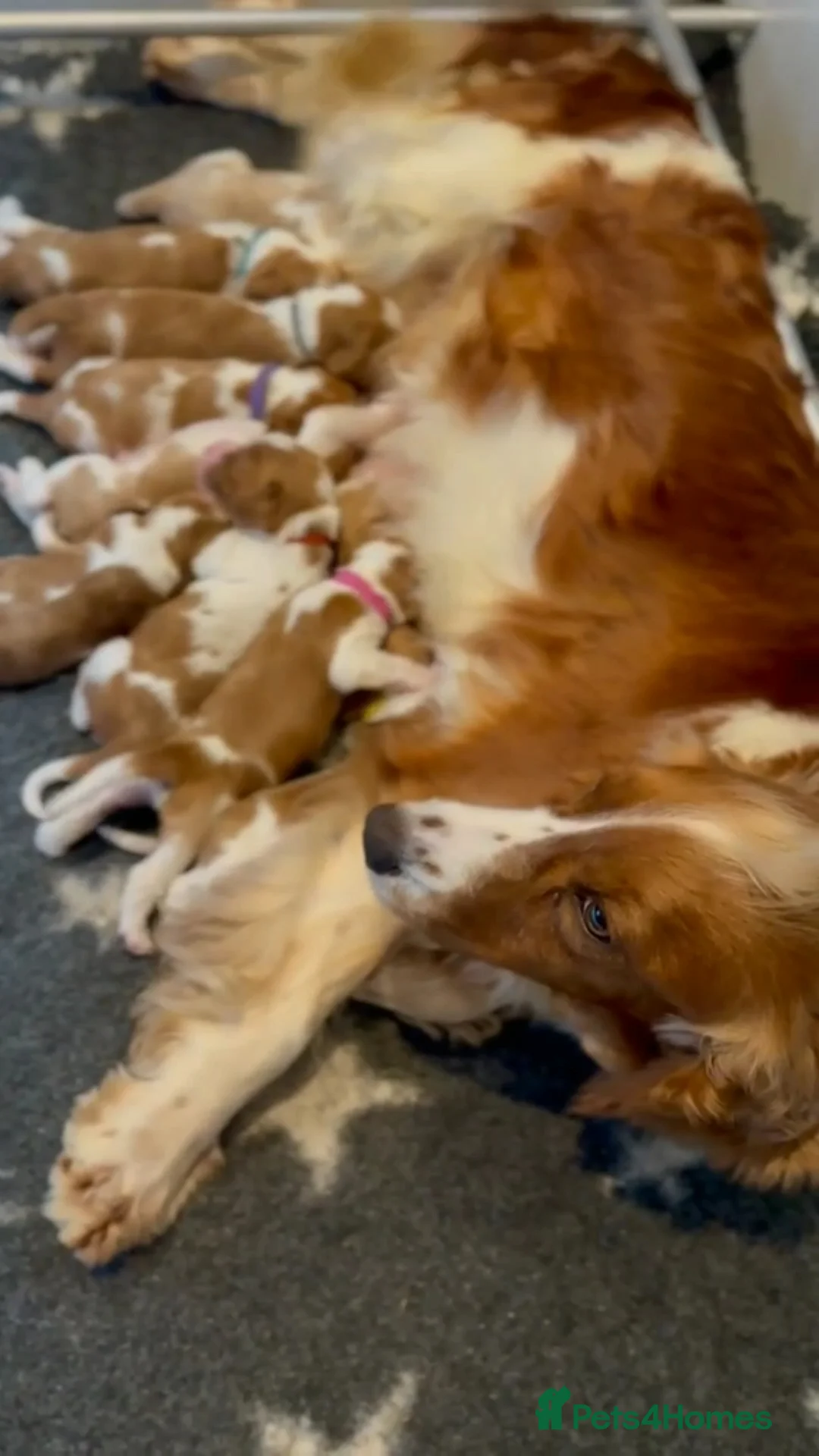 Welsh Springer Spaniel dogs for sale: KC Reg Welsh Springer Spaniels Fully Health Tested - Advert 29