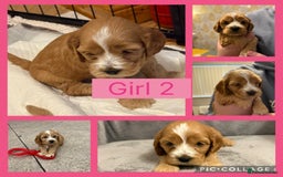 Cockapoo dogs for sale: Cockapoo puppies  - Image 2
