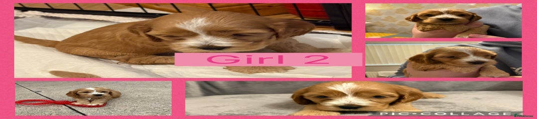 Cockapoo Puppy 3