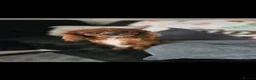 Cavapoo dogs for sale: ⭐️ F1 red toy Cavapoo puppies ⭐️ - Advert 2