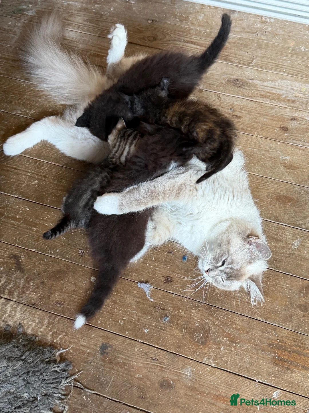Mixed Breed cats for sale: Ragdoll x  - Advert 2
