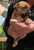 Staffordshire Bull Terrier dogs - Advert 2