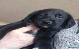 Borador dogs for sale: Border collie cross labrador puppies - Image 9