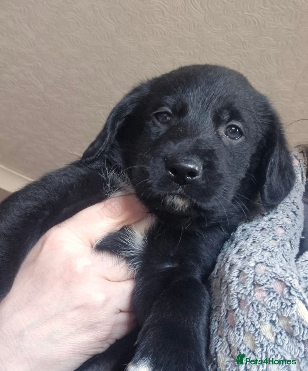Borador dogs for sale: Border collie cross labrador puppies - Image 9