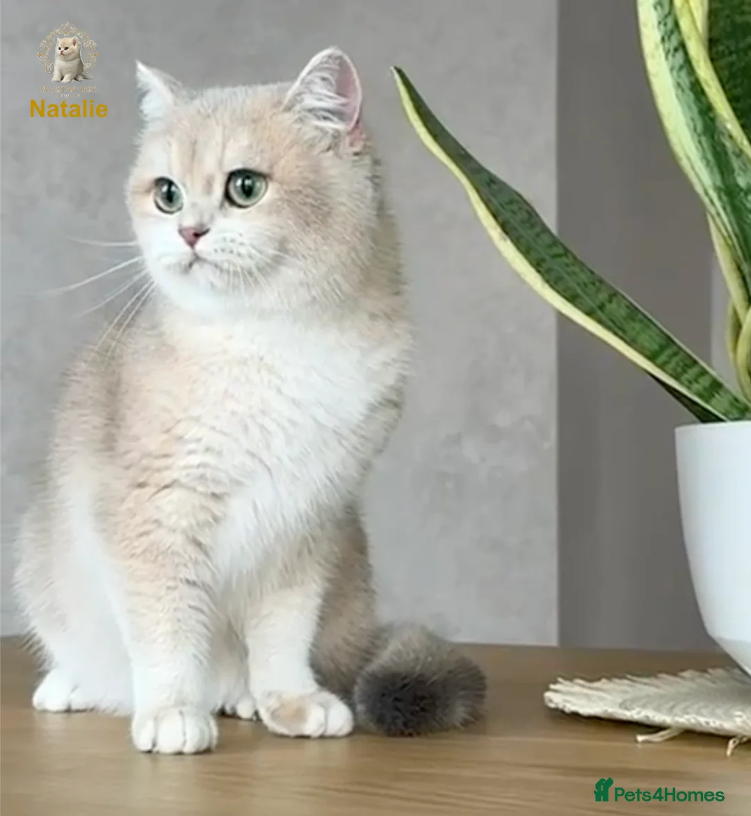 British Shorthair cats for sale: British Shorthair/BSH Blue Golden Chinchilla - Advert 2