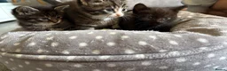 Mixed Breed cats for sale: 3 kittens for sale  - Advert 5