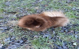 Pomeranian dogs for stud: Chocolate Stud Kc Registered ,Embark tested in Runcorn - Image 2
