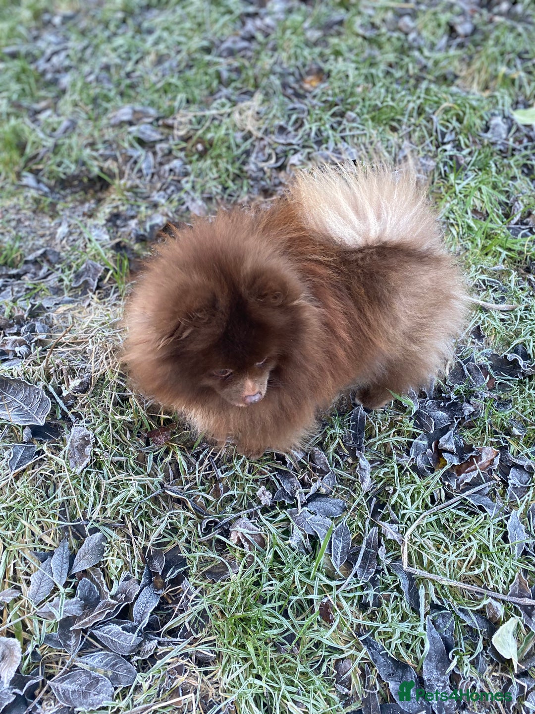Pomeranian dogs for stud: Chocolate Stud Kc Registered ,Embark tested in Runcorn - Image 2