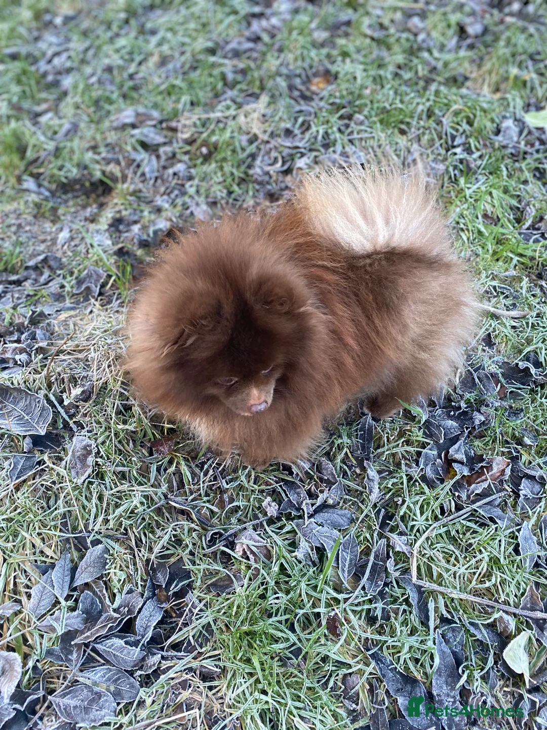 Pomeranian dogs for stud: Chocolate Stud Kc Registered ,Embark tested in Runcorn - Advert 2