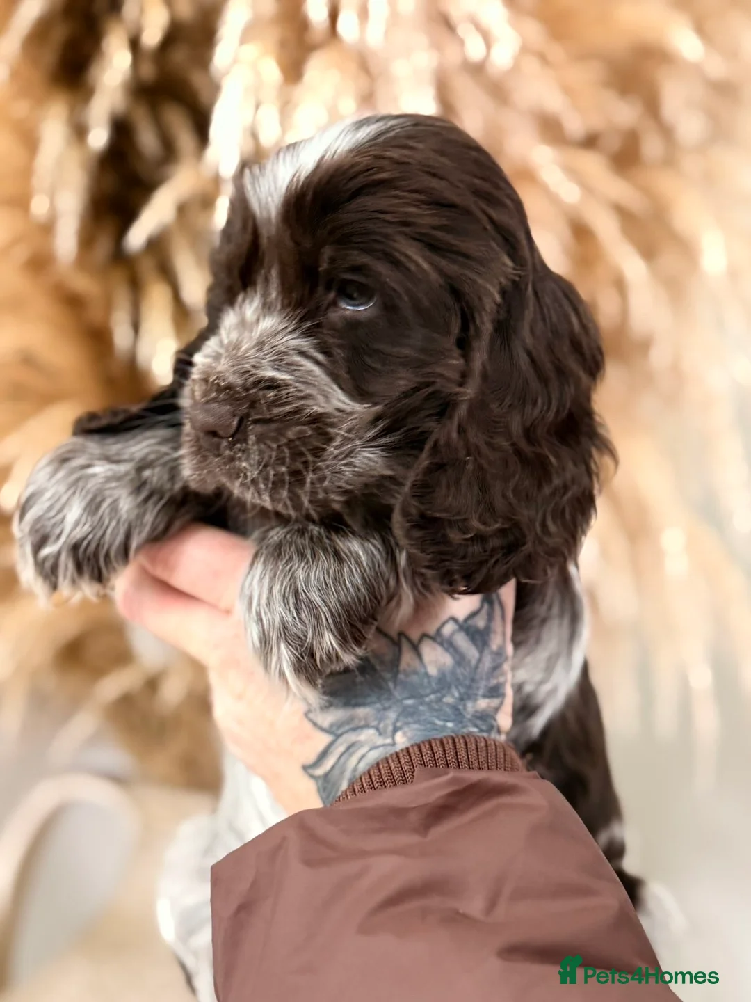 Cocker Spaniel dogs for sale: Show type cocker spaniels  - Advert 10