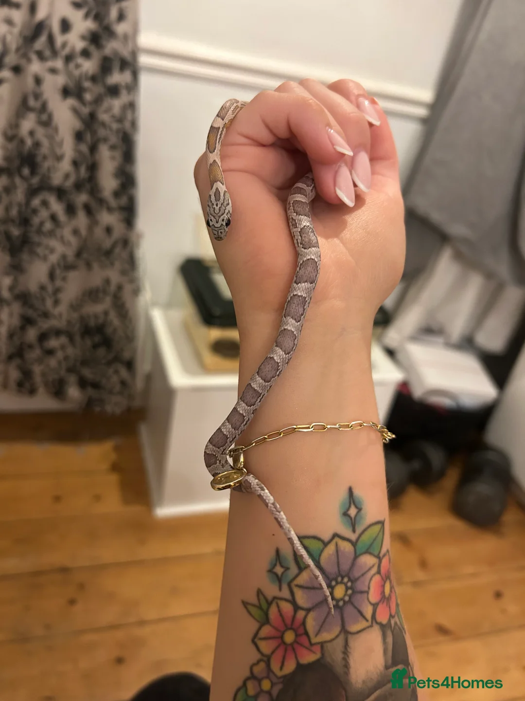 Corn Snake reptiles for sale: Young corn snake for sale  - Advert 3
