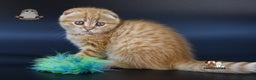 Scottish Fold cats for sale: LICENSED CATTERY, PURE BREED TOP QUALITY KITTENS - Advert 29