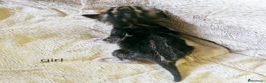 Marble sheeted melanistic
