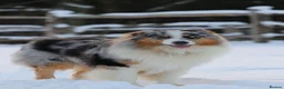 Australian Shepherd dogs for sale: EXPECTED LITTER OF AUSTRALIAN SHEPHERD PUPPIES  - Advert 6