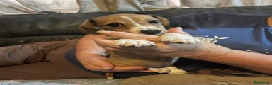 Chiweenie 1