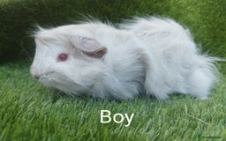 Guinea Pig rodents for sale: Alpaca x Guinea pigs  - Image 6