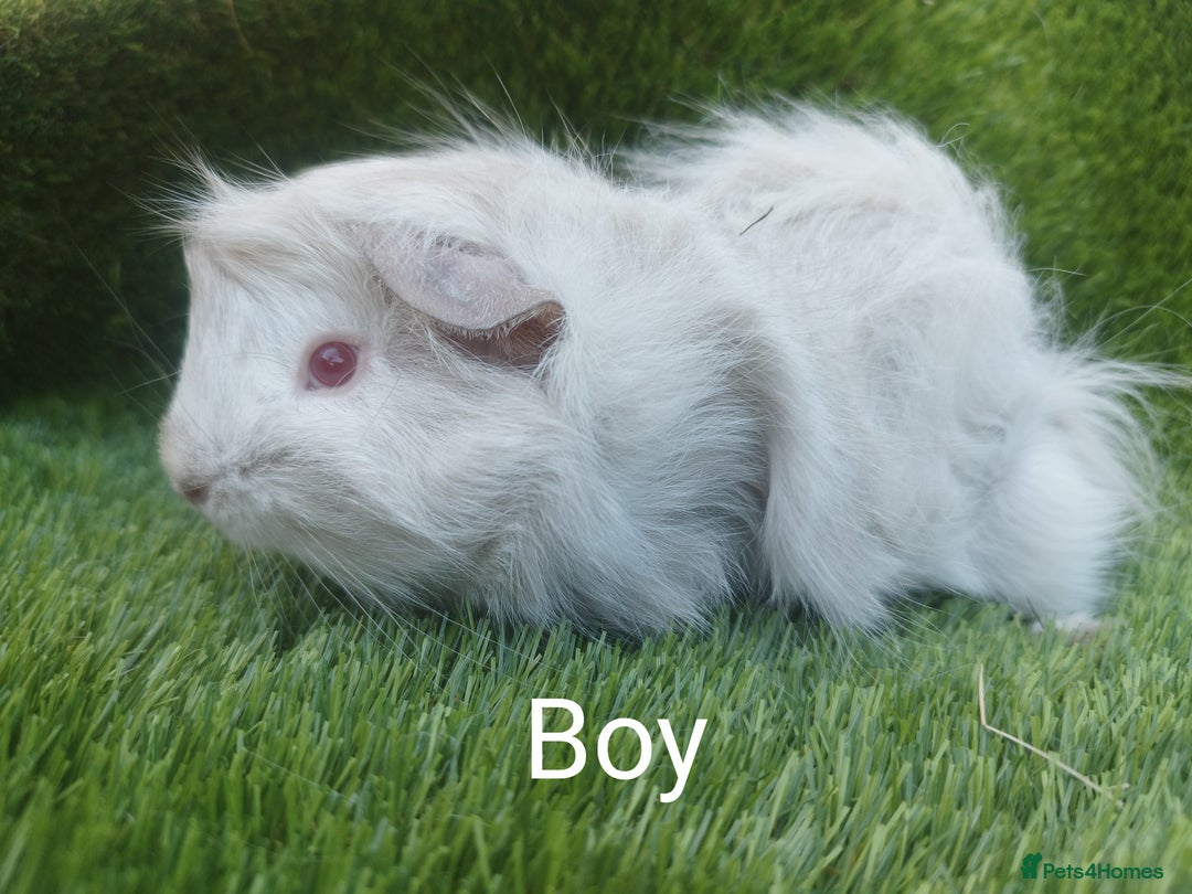 Guinea Pig rodents for sale: Alpaca x Guinea pigs  - Image 6