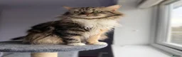 Siberian cats for sale: Full breed Siberian kittens ready now! - Advert 4