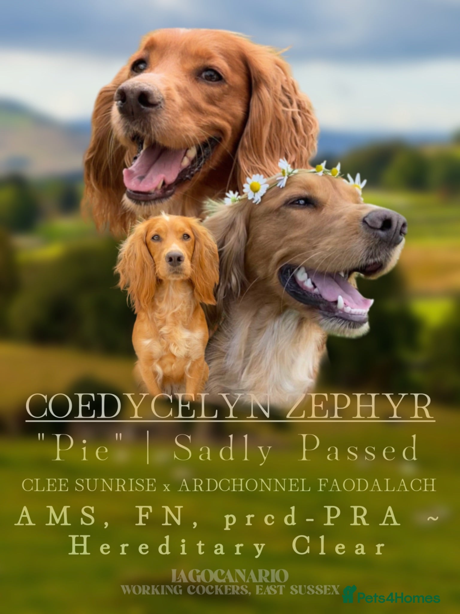 Cocker Spaniel dogs KC registered English Working Cocker Spaniels - Advert 2