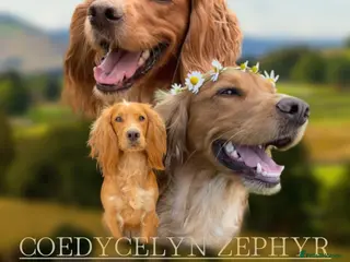 Cocker Spaniel dogs KC registered English Working Cocker Spaniels - Advert 2