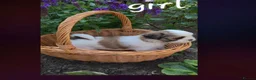 Lhasa Apso dogs for sale: Adorable Lhasa Apso puppies KC registered  - Advert 18