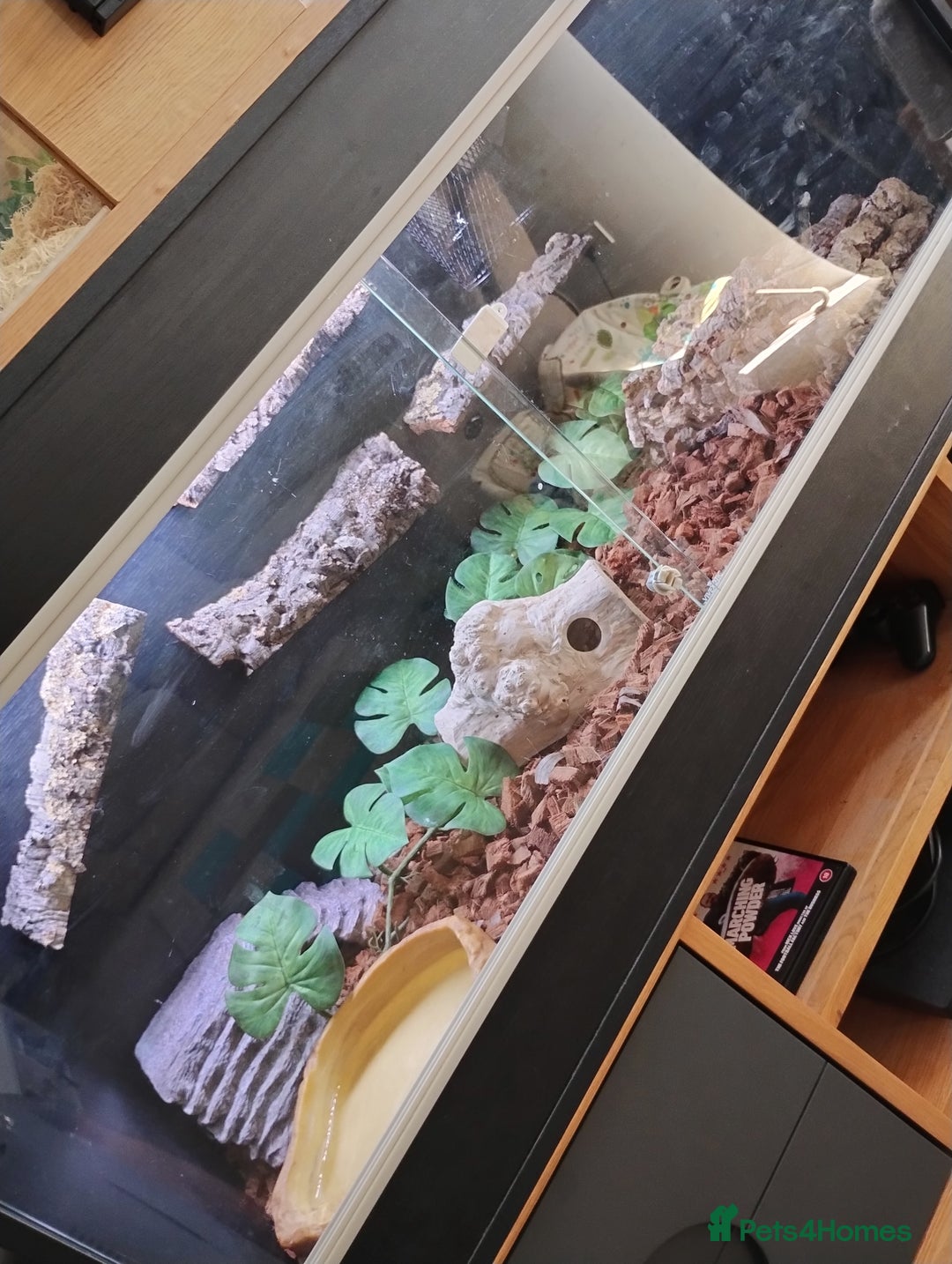 Rat Snake reptiles for sale: Mandarin rat snake and vivarium  - Image 5