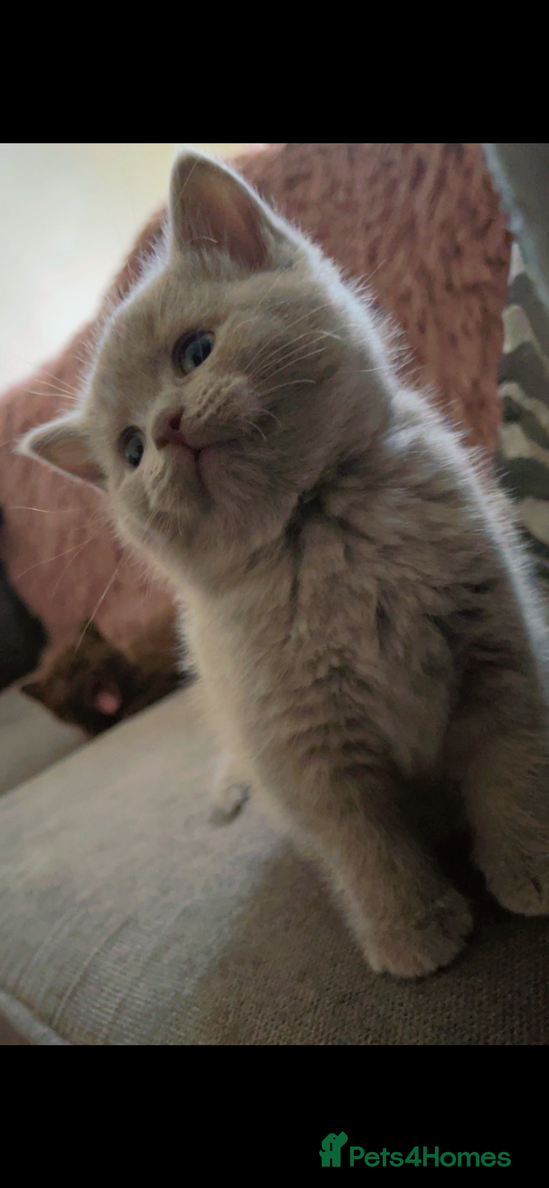British Shorthair cats for sale: Beautiful BSH x Ragdoll x Bengal Kittens - Image 1