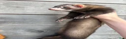 Ferret rodents for sale: ANGELICFERRETS. ONLY 1 semi JILL LEFT. READY NOW - Advert 3
