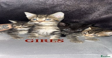 Mixed Breed cats Tabby Kittens For Sale  - Advert 3