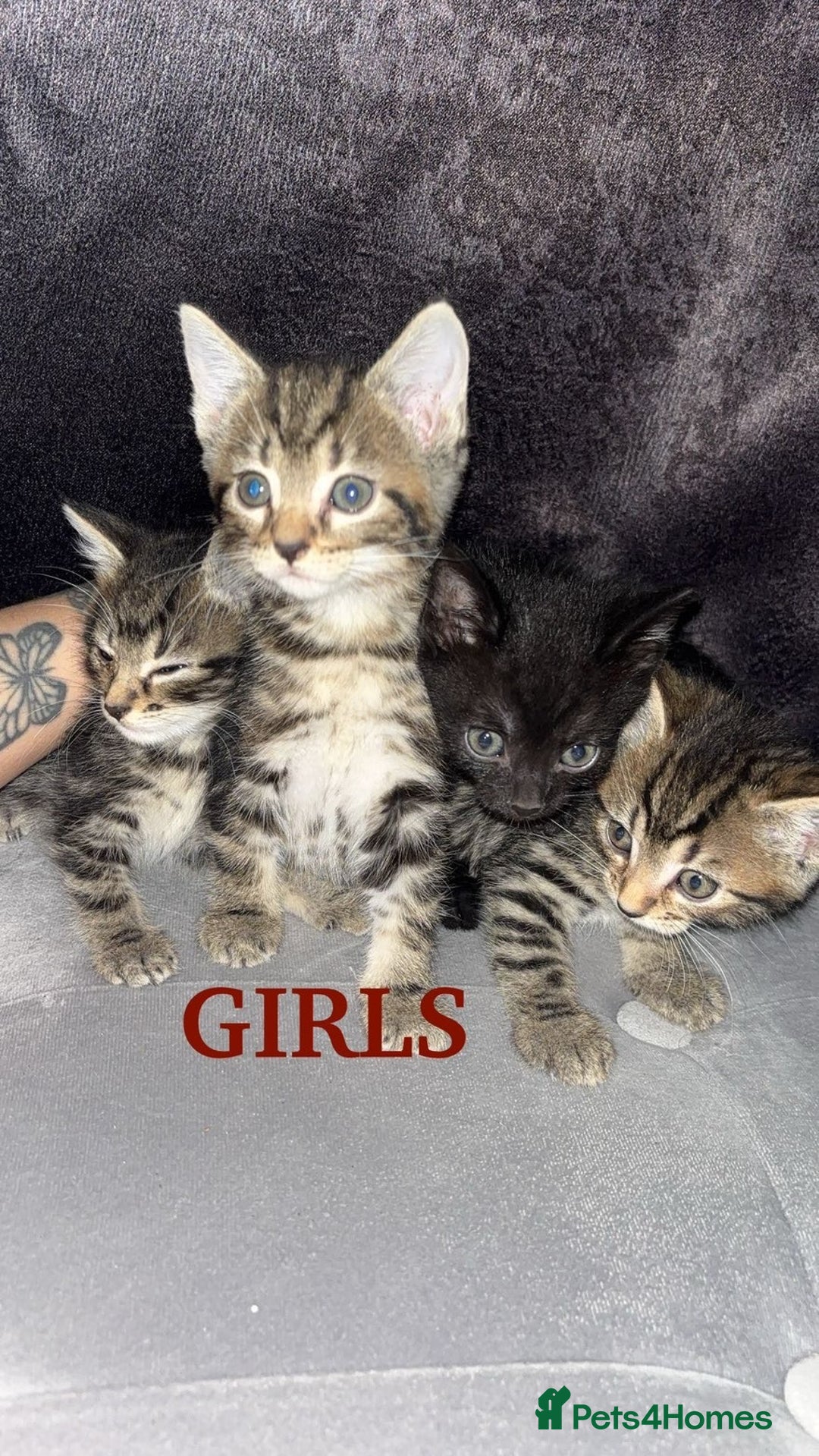 Mixed Breed cats for sale: Tabby Kittens For Sale  - Advert 2