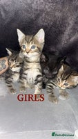 Mixed Breed cats Tabby Kittens For Sale - Advert 3