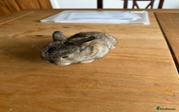 Mini Lop rabbits for sale: Pedigree mini Lops - Image 8
