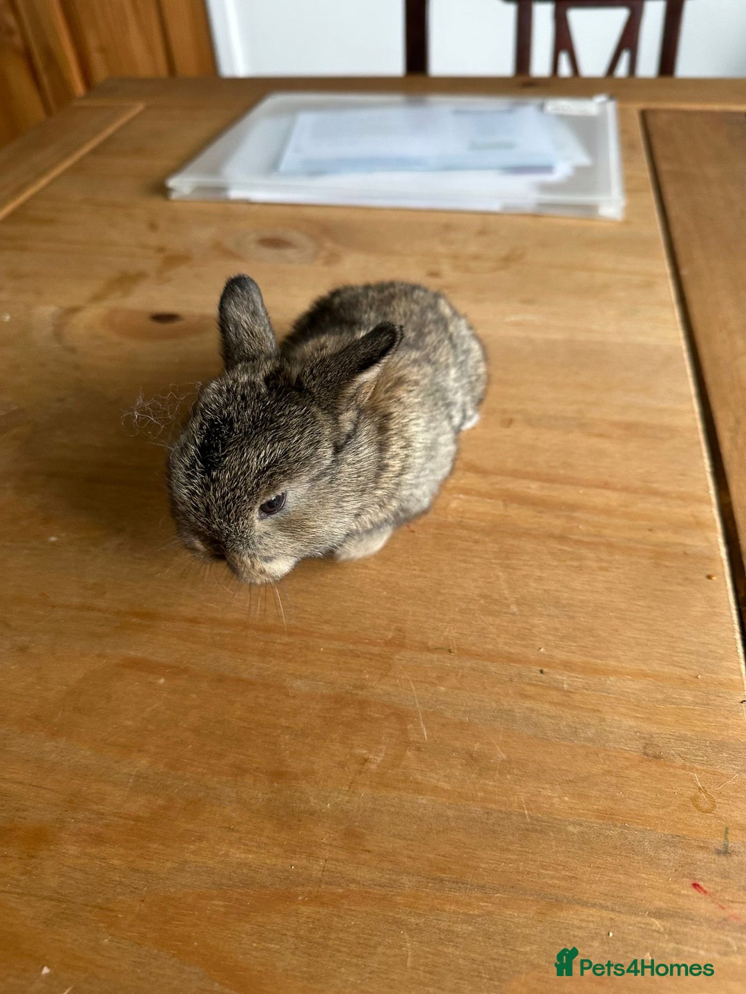 Mini Lop rabbits for sale: Pedigree mini Lops - Image 8