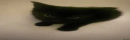 Mixed Breed cats for sale: 3  little black balls of fur - Advert 4