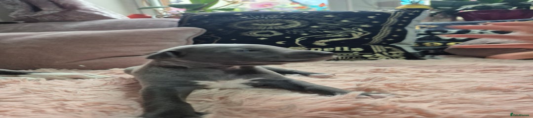 Whippet Puppy 7